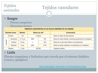 Tejidos vasculares
 Sangre
 Plasma sanguíneo
 Elementos formes
 Linfa
Plasma sanguíneo y linfocitos que circula por el sistema linfático
(vasos y gánglios)
Tejidos
animales
Atlas histológico interactivo Universidad de Jaén
 