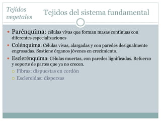 Tejidos del sistema fundamental
 Parénquima: células vivas que forman masas continuas con
diferentes especializaciones
 Colénquima: Células vivas, alargadas y con paredes desigualmente
engrosadas. Sostiene órganos jóvenes en crecimiento.
 Esclerénquima: Células muertas, con paredes lignificadas. Refuerzo
y soporte de partes que ya no crecen.
 Fibras: dispuestas en cordón
 Esclereidas: dispersas
Tejidos
vegetales
 