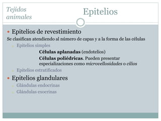 Epitelios
 Epitelios de revestimiento
Se clasifican atendiendo al número de capas y a la forma de las células
o Epitelios simples
Células aplanadas (endotelios)
Células poliédricas. Pueden presentar
especializaciones como microvellosidades o cilios
o Epitelios estratificados
 Epitelios glandulares
o Glándulas endocrinas
o Glándulas exocrinas
Tejidos
animales
 