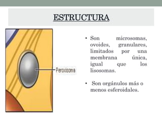 ESTRUCTURA
• Son microsomas,
ovoides, granulares,
limitados por una
membrana única,
igual que los
lisosomas.
• Son orgánulos más o
menos esferoidales.
 