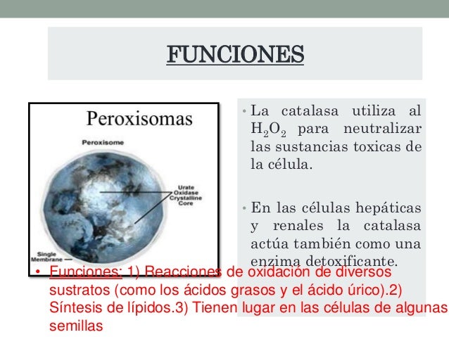 Biología - Peroxisomas