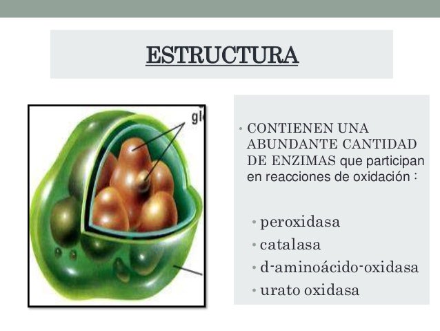 Tuberculosis Peroxisoma