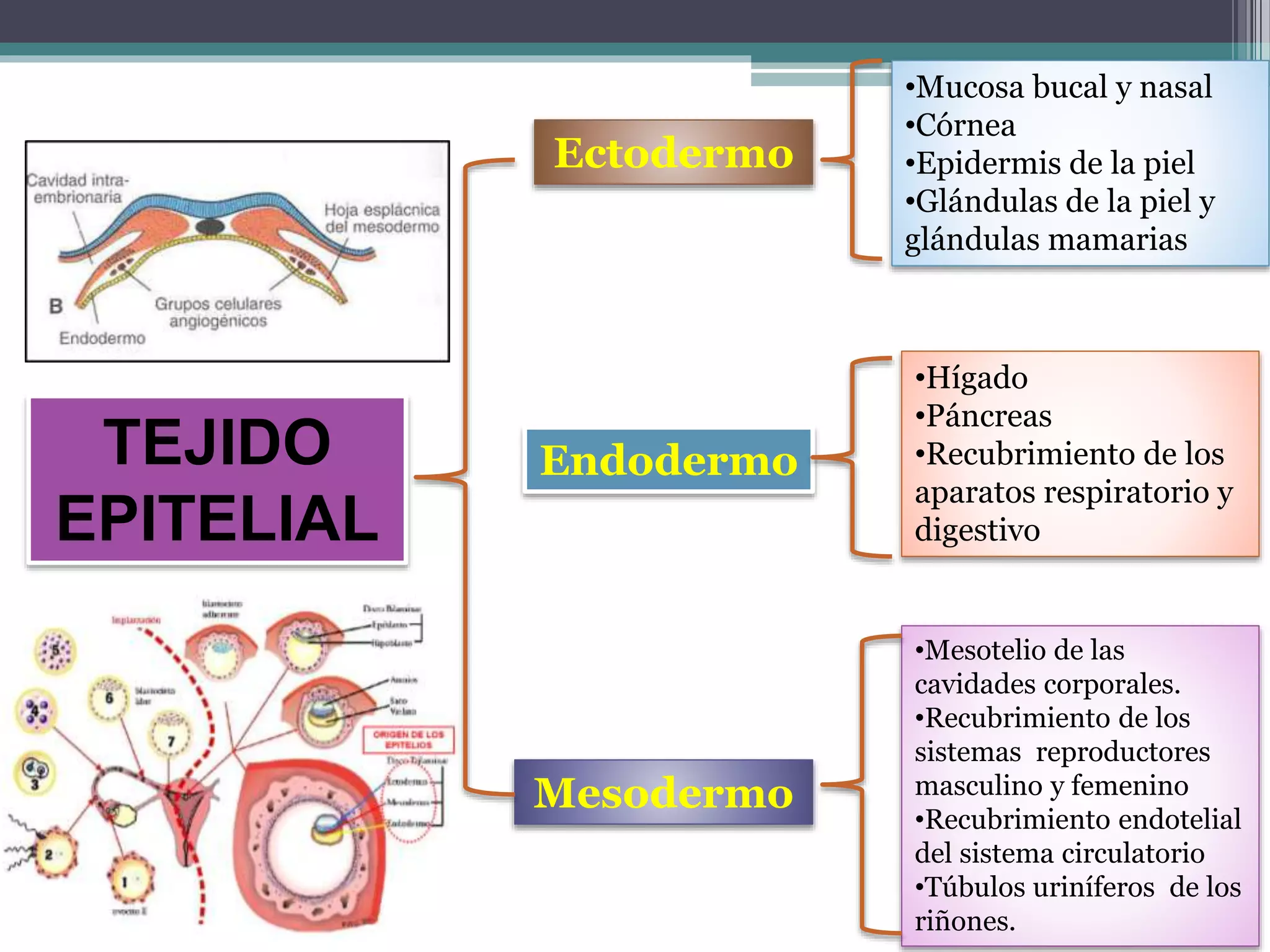 Tejidos, concepto, tejido epitelial | PPTX
