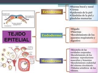TEJIDO
EPITELIAL
Mesodermo
Endodermo
Ectodermo
•Mucosa bucal y nasal
•Córnea
•Epidermis de la piel
•Glándulas de la piel y
glándulas mamarias
•Hígado
•Páncreas
•Recubrimiento de los
aparatos respiratorio y
digestivo
•Mesotelio de las
cavidades corporales.
•Recubrimiento de los
sistemas reproductores
masculino y femenino
•Recubrimiento endotelial
del sistema circulatorio
•Túbulos uriníferos de los
riñones.
 