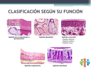 CLASIFICACIÓN SEGÚN SU FUNCIÓN
Epitelio de revestimiento o
pavimentoso
Epitelio glandular Epitelio sensorial
• Epitelio olfatorio
• Epitelio auditivo
• Epitelio visual
Epitelio respiratorio Epitelio intestinal
 