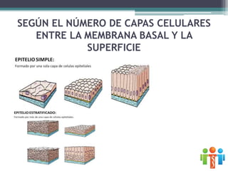 SEGÚN EL NÚMERO DE CAPAS CELULARES
ENTRE LA MEMBRANA BASAL Y LA
SUPERFICIE
 