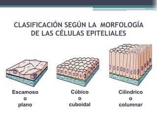 CLASIFICACIÓN SEGÚN LA MORFOLOGÍA
DE LAS CÉLULAS EPITELIALES
Escamoso
o
plano
Cúbico
o
cuboidal
Cilíndrico
o
columnar
 