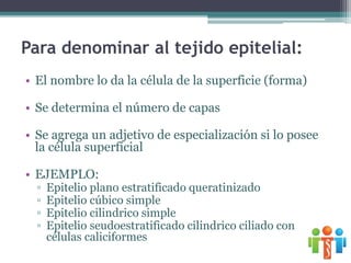 Para denominar al tejido epitelial:
• El nombre lo da la célula de la superficie (forma)
• Se determina el número de capas
• Se agrega un adjetivo de especialización si lo posee
la célula superficial
• EJEMPLO:
▫ Epitelio plano estratificado queratinizado
▫ Epitelio cúbico simple
▫ Epitelio cilindrico simple
▫ Epitelio seudoestratificado cilindrico ciliado con
células caliciformes
 