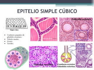 EPITELIO SIMPLE CÚBICO
Folículo ovárico
Túbulos renales Conducto excretor
Glándula exócrina
 