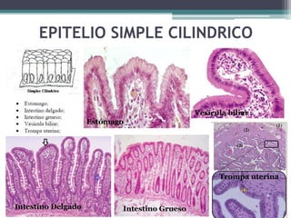 EPITELIO SIMPLE CILINDRICO
Intestino Delgado Intestino Grueso
Estómago
Vesícula biliar
Trompa uterina
 