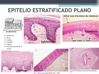 EPITELIO ESTRATIFICADO PLANO
Epidermis
Esófago
Exocérvix
 