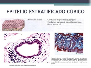 EPITELIO ESTRATIFICADO CÚBICO
 