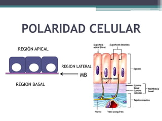 POLARIDAD CELULAR
v
REGIÓN APICAL
REGION LATERAL
REGION BASAL
MB
 
