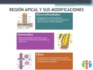 REGIÓN APICAL Y SUS MODIFICACIONES
Microvellosidades
• Prolongaciones citoplasmáticas
digitiformes en la superficie apical de la
mayoría de las células epiteliales
Esterocilios
• Microvellosidades inmóviles de una
longitud extraordinaria que facilitan la
absorción.
Cilios
• Prolongaciones citoplasmáticas móviles,
capaces de mover líquido y partículas sobre
las superficies epiteliales.
 