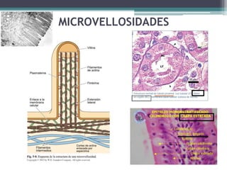 MICROVELLOSIDADES
 