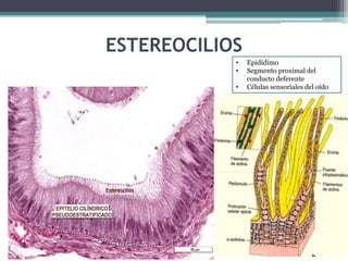 ESTEREOCILIOS
• Epidídimo
• Segmento proximal del
conducto deferente
• Células sensoriales del oído
 