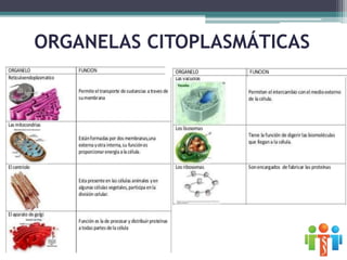 ORGANELAS CITOPLASMÁTICAS
 