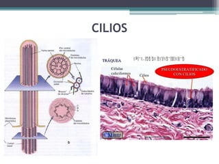 CILIOS
 