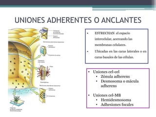 UNIONES ADHERENTES O ANCLANTES
• ESTRECHAN el espacio
intercelular, acercando las
membranas celulares.
• Ubicadas en las caras laterales o en
caras basales de las células.
• Uniones cel-cel
• Zónula adherens
• Desmosoma o mácula
adherens
• Uniones cel-MB
• Hemidesmosoma
• Adhesiones focales
 