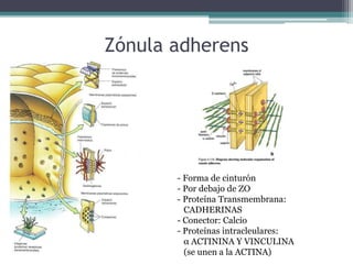 Zónula adherens
- Forma de cinturón
- Por debajo de ZO
- Proteína Transmembrana:
CADHERINAS
- Conector: Calcio
- Proteínas intracleulares:
α ACTININA Y VINCULINA
(se unen a la ACTINA)
 