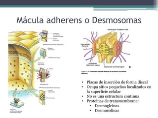 Mácula adherens o Desmosomas
• Placas de inserción de forma discal
• Ocupa sitios pequeños localizados en
la superficie celular
• No es una estructura continua
• Proteínas de transmembrana:
• Desmogleínas
• Desmocolinas
 