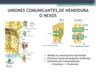 UNIONES COMUNICANTES,DE HENDIDURA
O NEXOS
• Median la comunicación intercelular
• Permiten el paso de pequeñas moléculas
• Protreínas de transmembrana:
• Conexinas -> Conexones
 