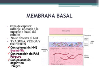 MEMBRANA BASAL
- Capa de espesor
variable, adosada a la
superficie basal del
epitelio
- No se observa al MO
- TRAQUEA, VEJIGA Y
URETERES
Con coloración H/E
Eosinófila
Con reacción de PAS
Púrpura
Con coloración
argéntica
Negra
 