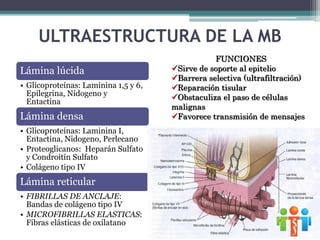 ULTRAESTRUCTURA DE LA MB
Lámina lúcida
• Glicoproteínas: Laminina 1,5 y 6,
Epilegrina, Nidogeno y
Entactina
Lámina densa
• Glicoproteínas: Laminina I,
Entactina, Nidogeno, Perlecano
• Proteoglicanos: Heparán Sulfato
y Condroitín Sulfato
• Colágeno tipo IV
Lámina reticular
• FIBRILLAS DE ANCLAJE:
Bandas de colágeno tipo IV
• MICROFIBRILLAS ELASTICAS:
Fibras elásticas de oxilatano
FUNCIONES
Sirve de soporte al epitelio
Barrera selectiva (ultrafiltración)
Reparación tisular
Obstaculiza el paso de células
malignas
Favorece transmisión de mensajes
 