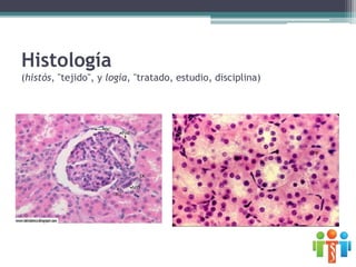 Histología
(histós, "tejido", y logía, "tratado, estudio, disciplina)
 