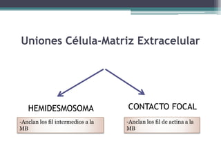 Uniones Célula-Matriz Extracelular
HEMIDESMOSOMA CONTACTO FOCAL
-Anclan los fil de actina a la
MB
-Anclan los fil intermedios a la
MB
 