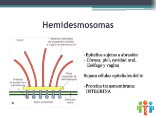 Hemidesmosomas
-Epitelios sujetos a abrasión
- Córnea, piel, cavidad oral,
Esófago y vagina
Separa células epiteliales del tc
-Proteína transmembrana:
INTEGRINA
 