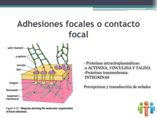Adhesiones focales o contacto
focal
- Proteínas intracitoplasmáticas:
α ACTININA, VINCULINA Y TALINA
-Proteínas trasmenbrana:
INTEGRINAS
Percepci0on y transducción de señales
 