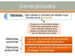Glándulas .- Son células o cúmulos de células cuya
función es la secreción
Proceso por el cual ciertas células
transforman compuestos de bajo
peso molecular captados de la
sangre en productos específicos,
que son liberados de la célula
Glándulas
exocrinas
• Liberan el producto de secreción
por un sistema de conductos
Glándulas
endocrinas
• Liberan el producto de secreción a
la sangre (hormonas)
 