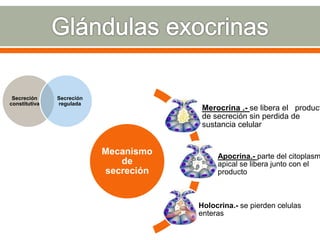 Mecanismo
de
secreción
Merocrina .- se libera el product
de secreción sin perdida de
sustancia celular
Apocrina.- parte del citoplasm
apical se libera junto con el
producto
Holocrina.- se pierden celulas
enteras
Secreción
constitutiva
Secreción
regulada
 