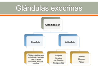 Clasificación
Unicelular
Célula caliciforme.-
epitelio de muchas
membranas
mucosas, secreta
mucina
Multicelular
Simples
Simples
ramificadas
Compuestas
Tubular
Alveolar
Acinar
 