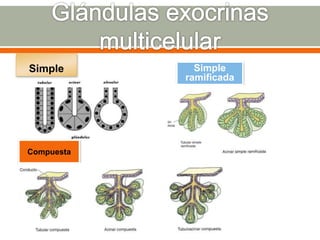 Simple Simple
ramificada
Compuesta
 