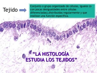 “LA HISTOLOGÍA
ESTUDIA LOS TEJIDOS”
Tejido
Conjunto o grupo organizado de células, iguales (o
con pocas desigualdades entre células
diferenciadas),distribuidas regularmente y que
realizan una función específica.
 