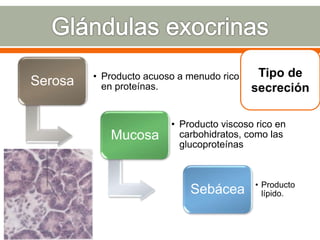 Serosa • Producto acuoso a menudo rico
en proteínas.
Mucosa
• Producto viscoso rico en
carbohidratos, como las
glucoproteínas
Sebácea • Producto
lípido.
Tipo de
secreción
 