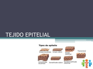 TEJIDO EPITELIAL
 