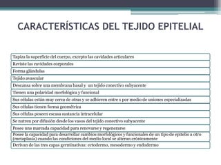 CARACTERÍSTICAS DEL TEJIDO EPITELIAL
Tapiza la superficie del cuerpo, excepto las cavidades articulares
Reviste las cavidades corporales
Forma glándulas
Tejido avascular
Descansa sobre una membrana basal y un tejido conectivo subyacente
Tienen una polaridad morfológica y funcional
Sus células están muy cerca de otras y se adhieren entre s por medio de uniones especializadas
Sus células tienen forma geométrica
Sus células poseen escasa sustancia intracelular
Se nutren por difusión desde los vasos del tejido conectivo subyacente
Posee una marcada capacidad para renovarse y regenerarse
Posee la capacidad para desarrollar cambios morfológicos y funcionales de un tipo de epitelio a otro
(metaplasia) cuando las condiciones del medio local se alteran crónicamente
Derivan de las tres capas germinativas: ectodermo, mesodermo y endodermo
 