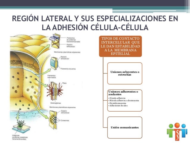 Tejidos, concepto, tejido epitelial