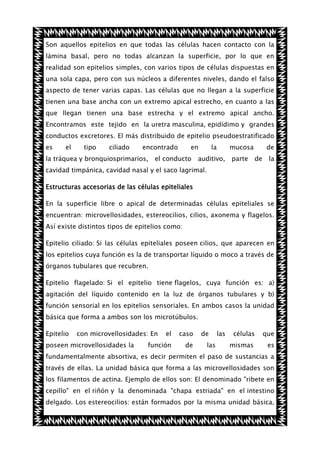 Son aquellos epitelios en que todas las células hacen contacto con la
lámina basal, pero no todas alcanzan la superficie, por lo que en
realidad son epitelios simples, con varios tipos de células dispuestas en
una sola capa, pero con sus núcleos a diferentes niveles, dando el falso
aspecto de tener varias capas. Las células que no llegan a la superficie
tienen una base ancha con un extremo apical estrecho, en cuanto a las
que llegan tienen una base estrecha y el extremo apical ancho.
Encontramos este tejido en la uretra masculina, epidídimo y grandes
conductos excretores. El más distribuido de epitelio pseudoestratificado
es

el

tipo

ciliado

encontrado

la tráquea y bronquiosprimarios,

en

el conducto

la

auditivo,

mucosa
parte

de
de

la

cavidad timpánica, cavidad nasal y el saco lagrimal.
Estructuras accesorias de las células epiteliales
En la superficie libre o apical de determinadas células epiteliales se
encuentran: microvellosidades, estereocilios, cilios, axonema y flagelos.
Así existe distintos tipos de epitelios como:
Epitelio ciliado: Si las células epiteliales poseen cilios, que aparecen en
los epitelios cuya función es la de transportar líquido o moco a través de
órganos tubulares que recubren.
Epitelio flagelado: Si el epitelio tiene flagelos, cuya función es: a)
agitación del líquido contenido en la luz de órganos tubulares y b)
función sensorial en los epitelios sensoriales. En ambos casos la unidad
básica que forma a ambos son los microtúbulos.
Epitelio

con microvellosidades: En

poseen microvellosidades la

el

caso

función

de

de
las

las

células

que

mismas

es

fundamentalmente absortiva, es decir permiten el paso de sustancias a
través de ellas. La unidad básica que forma a las microvellosidades son
los filamentos de actina. Ejemplo de ellos son: El denominado "ribete en
cepillo" en el riñón y la denominada "chapa estriada" en el intestino
delgado. Los estereocilios: están formados por la misma unidad básica,

 