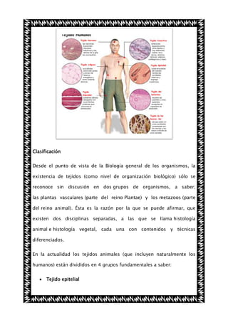 Clasificación
Desde el punto de vista de la Biología general de los organismos, la
existencia de tejidos (como nivel de organización biológico) sólo se
reconoce sin discusión en dos grupos de organismos, a saber;
las plantas vasculares (parte del reino Plantae) y los metazoos (parte
del reino animal). Ésta es la razón por la que se puede afirmar, que
existen dos disciplinas separadas, a las que se llama histología
animal e histología vegetal, cada una con contenidos y técnicas
diferenciados.
En la actualidad los tejidos animales (que incluyen naturalmente los
humanos) están divididos en 4 grupos fundamentales a saber:
Tejido epitelial

 