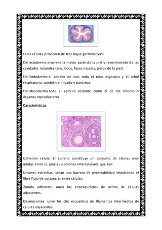 Estas células provienen de tres hojas germinativas:
Del ectodermo proviene la mayor parte de la piel y revestimiento de las
cavidades naturales (ano, boca, fosas nasales, poros de la piel).
Del Endodermo el epitelio de casi todo el tubo digestivo y el árbol
respiratorio, también el hígado y páncreas.
Del Mesodermo todo el epitelio restante como el de los riñones y
órganos reproductores.
Características

Cohesión celular: El epitelio constituye un conjunto de células muy
unidas entre sí, gracias a uniones intercelulares que son:
Uniones estrechas: crean una barrera de permeabilidad impidiendo el
libre flujo de sustancias entre células.
Zonula adherens: unen los citoesqueletos de actina de células
adyacentes.
Desmosomas: unen los cito esqueletos de filamentos intermedios de
células adyacentes.

 