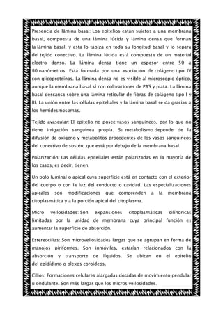 Presencia de lámina basal: Los epitelios están sujetos a una membrana
basal, compuesta de una lámina lúcida y lámina densa que forman
la lámina basal, y esta lo tapiza en toda su longitud basal y lo separa
del tejido conectivo. La lámina lúcida está compuesta de un material
electro denso. La lámina densa tiene un espesor entre 50 a
80 nanómetros. Está formada por una asociación de colágeno tipo IV
con glicoproteínas. La lámina densa no es visible al microscopio óptico,
aunque la membrana basal sí con coloraciones de PAS y plata. La lámina
basal descansa sobre una lámina reticular de fibras de colágeno tipo I y
III. La unión entre las células epiteliales y la lámina basal se da gracias a
los hemidesmosomas.
Tejido avascular: El epitelio no posee vasos sanguíneos, por lo que no
tiene irrigación sanguínea propia. Su metabolismo depende de la
difusión de oxígeno y metabolitos procedentes de los vasos sanguíneos
del conectivo de sostén, que está por debajo de la membrana basal.
Polarización: Las células epiteliales están polarizadas en la mayoría de
los casos, es decir, tienen:
Un polo luminal o apical cuya superficie está en contacto con el exterior
del cuerpo o con la luz del conducto o cavidad. Las especializaciones
apicales

son

modificaciones

que

comprenden

a

la

membrana

citoplasmáticas

cilíndricas

citoplasmática y a la porción apical del citoplasma.
Micro

vellosidades: Son

expansiones

limitadas por la unidad de membrana cuya principal función es
aumentar la superficie de absorción.
Estereocilias: Son microvellosidades largas que se agrupan en forma de
manojos piriformes. Son inmóviles, estarían relacionados con la
absorción

y

transporte

de

líquidos.

Se

ubican

en

el

epitelio

del epidídimo o plexos coroideos.
Cilios: Formaciones celulares alargadas dotadas de movimiento pendular
u ondulante. Son más largas que los micros vellosidades.

 