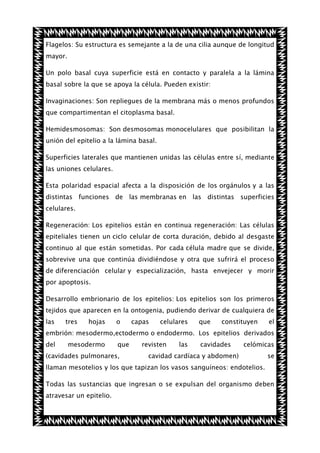 Flagelos: Su estructura es semejante a la de una cilia aunque de longitud
mayor.
Un polo basal cuya superficie está en contacto y paralela a la lámina
basal sobre la que se apoya la célula. Pueden existir:
Invaginaciones: Son repliegues de la membrana más o menos profundos
que compartimentan el citoplasma basal.
Hemidesmosomas: Son desmosomas monocelulares que posibilitan la
unión del epitelio a la lámina basal.
Superficies laterales que mantienen unidas las células entre sí, mediante
las uniones celulares.
Esta polaridad espacial afecta a la disposición de los orgánulos y a las
distintas funciones de las membranas en las distintas superficies
celulares.
Regeneración: Los epitelios están en continua regeneración: Las células
epiteliales tienen un ciclo celular de corta duración, debido al desgaste
continuo al que están sometidas. Por cada célula madre que se divide,
sobrevive una que continúa dividiéndose y otra que sufrirá el proceso
de diferenciación celular y especialización, hasta envejecer y morir
por apoptosis.
Desarrollo embrionario de los epitelios: Los epitelios son los primeros
tejidos que aparecen en la ontogenia, pudiendo derivar de cualquiera de
las

tres

hojas

o

capas

celulares

que

constituyen

el

embrión: mesodermo,ectodermo o endodermo. Los epitelios derivados
del

mesodermo

que

(cavidades pulmonares,

revisten

las

cavidades

celómicas

cavidad cardíaca y abdomen)

se

llaman mesotelios y los que tapizan los vasos sanguíneos: endotelios.
Todas las sustancias que ingresan o se expulsan del organismo deben
atravesar un epitelio.

 