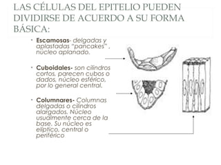 LAS CÉLULAS DEL EPITELIO PUEDEN
DIVIDIRSE DE ACUERDO A SU FORMA
BÁSICA:
• Escamosas- delgadas y
aplastadas “pancakes” ,
núcleo aplanado.
• Cuboidales- son cilindros
cortos, parecen cubos o
dados, núcleo esférico,
por lo general central.
• Columnares- Columnas
delgadas o cilindros
alargados. Núcleo
usualmente cerca de la
base. Su núcleo es
elíptico, central o
periférico
 