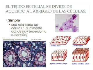 EL TEJIDO EPITELIAL SE DIVIDE DE
ACUERDO AL ARREGLO DE LAS CÉLULAS:
• Simple
• una sola capa de
células ( usualmente
donde hay secreción o
absorción)
 