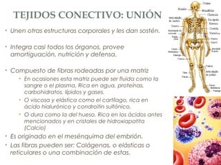 TEJIDOS CONECTIVO: UNIÓN
• Unen otras estructuras corporales y les dan sostén.
• Integra casi todos los órganos, provee
amortiguación, nutrición y defensa.
• Compuesto de fibras rodeadas por una matriz
• En ocasiones esta matriz puede ser fluida como la
sangre o el plasma. Rica en agua, proteínas,
carbohidratos, lípidos y gases.
• O viscosa y elástica como el cartílago, rica en
ácido hialurónico y condroitin sulfónico.
• O dura como la del hueso. Rica en los ácidos antes
mencionados y en cristales de hidroxiapatita
(Calcio)
• Es originado en el mesénquima del embrión.
• Las fibras pueden ser: Colágenas, o elásticas o
reticulares o una combinación de estas.
 