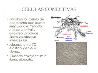 CÉLULAS CONECTIVAS
• Fibroblasto: Célula de
citoplasma con forma
irregular o estrellada,
núcleo central y
ovoideo, produce
fibras y sustancia
intercelular.
• Abunda en el TC
elástico y en el TC
denso.
• Cuando envejece se le
llama fibrocito.
 